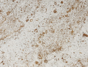 Kirchheimer Muschelkalk, grey-brown, Limestone